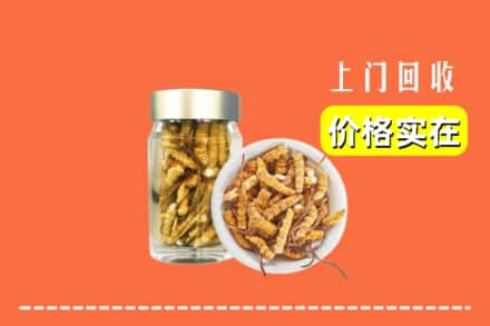 三门峡市灵宝回收散虫草