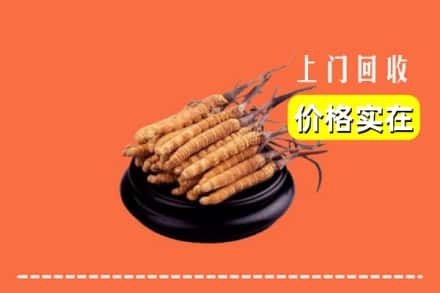 三门峡市灵宝回收冬虫夏草